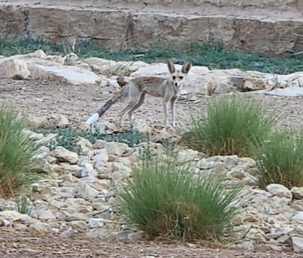 Wadi Namar Waterfall