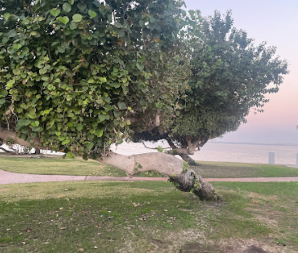Dareen Beach