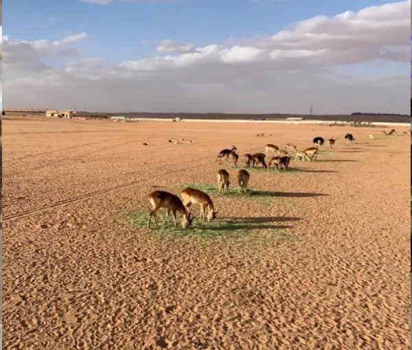 Nofa Wildlife Park