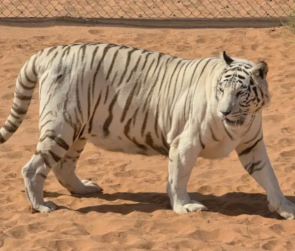 Nofa Wildlife Park